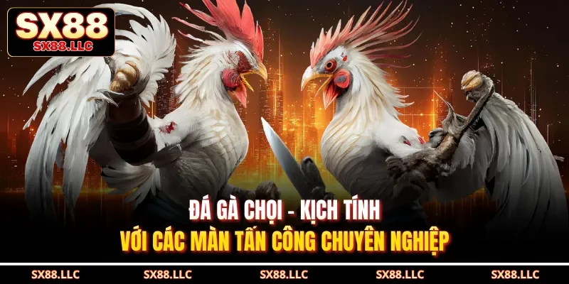 Đá Gà Chọi - Kịch Tính Với Các Màn Tấn Công Chuyên Nghiệp
