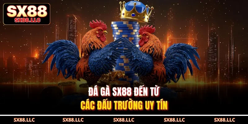 Đá gà SX88 đến từ các đấu trường uy tín